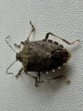 Brown Marmorated Stink Bug Close Up Macro Stock Photos