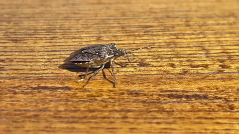 Brown marmorated stink bug crawling on a wooden surface Stock-Footage 335760781