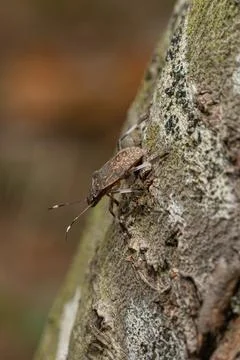 Brown marmorated stink bug crawling on tree bark in forest 库存照片