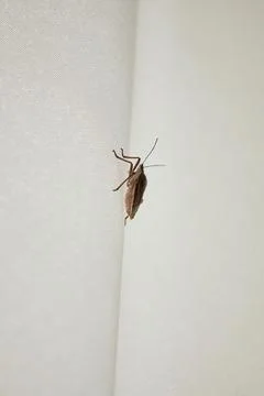 Brown marmorated stink bug crawling on a white curtain. Insect pest control Stock Photos