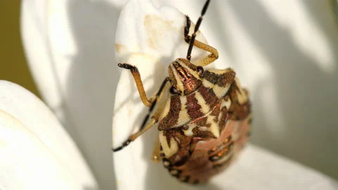 Brown Marmorated Stink Bug Stock Footage 94461943