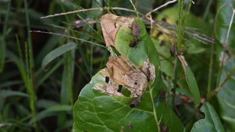 Brown marmorated stink bug Stock Footage 138740935