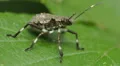 Brown Marmorated Stink Bug (Halyomorpha halys) Nymph 3 HD Footage