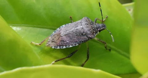 Brown Marmorated Stink Bug Halyomorpha Halys Stock-Footage 108340878
