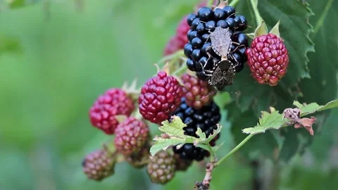 Brown marmorated stink bug Halyomorpha halys on a blackberry plantation close Stock-Footage 206030585