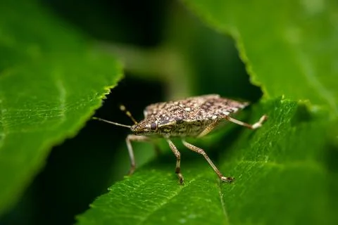 Brown marmorated stink bug Halyomorpha halys walks between green leaves Stock-Fotos