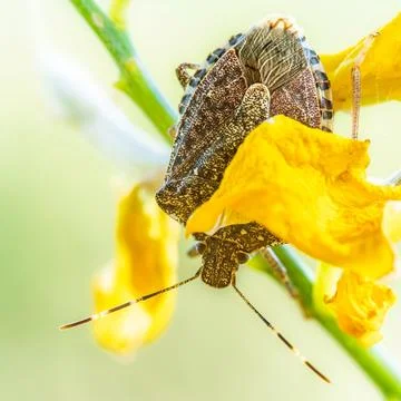 Brown marmorated stink bug Halyomorpha halys, invasive agricultural pest on.. Stock Photos