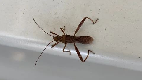 Brown marmorated stink bug Insect Video stock 295437115