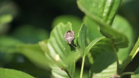 Brown Marmorated Stink Bug Macro Close-Up on Leaf 스톡 동영상 333596704