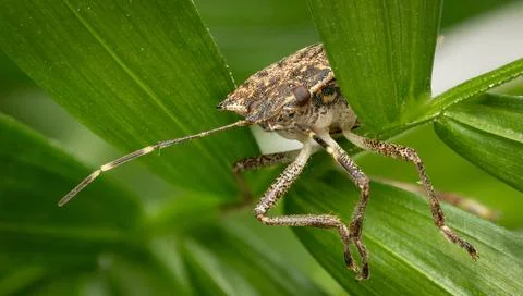 Brown marmorated stink bug macro image Stock Photos