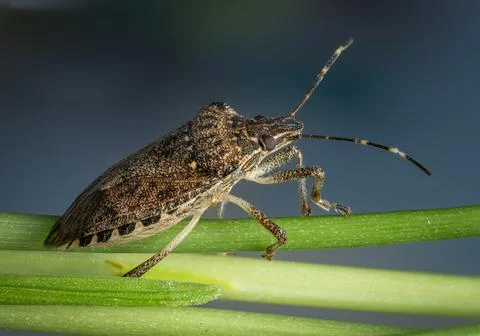 Brown marmorated stink bug macro image Stock Photos