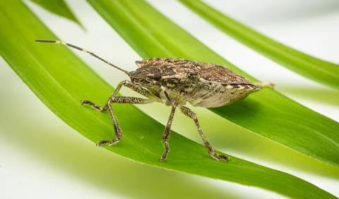 Brown marmorated stink bug macro image Stock Photos