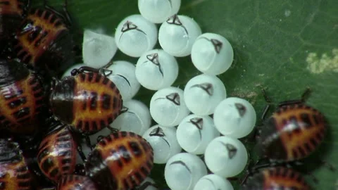 Brown Marmorated Stink Bug Nymph Halyomorpha halys Stal Stock Footage 332496355