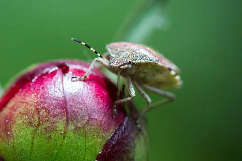 Brown marmorated stink bug Stock Photos