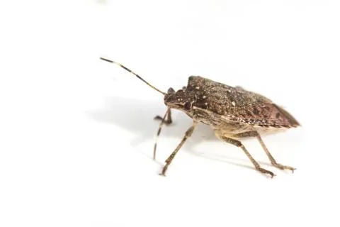 Brown Marmorated Stink Bug Stock Photos