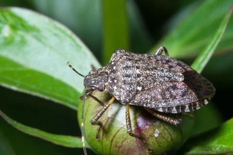 Brown marmorated stink bug Stock Photos