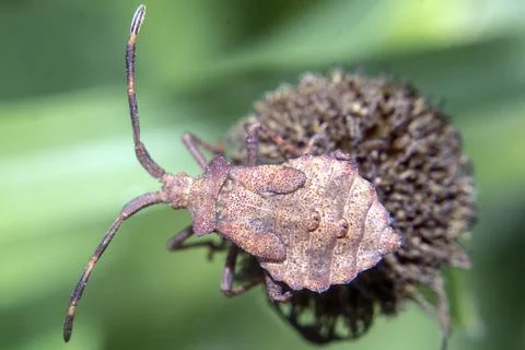 A brown marmorated stink bug Photos