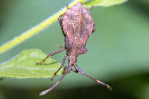 A brown marmorated stink bug Stock Photos