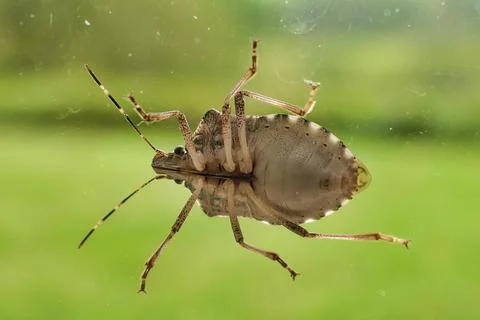 Brown Marmorated Stink Bug. Stock Photos