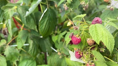 Brown marmorated stink bug on raspberry Video stock 249547555