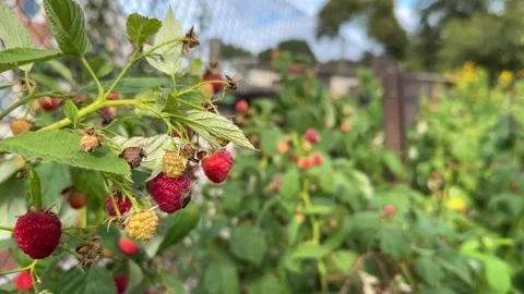 Brown marmorated stink bug on raspberry Stock Footage 249547638