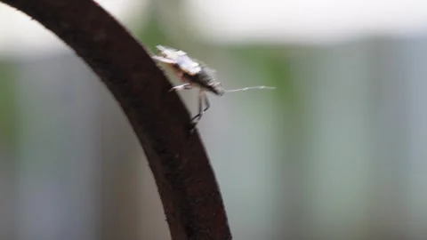 A Brown Marmorated Stink Bug is resting on a metal grill Stock Footage 314563441