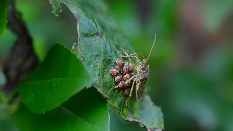 Brown Marmorated Stink Bug rubbing front legs together sitting on eggs on Stock Footage 109342549