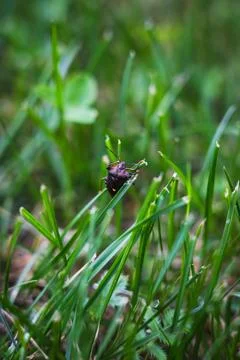 Brown marmorated stink bug is sitting on the grass. An insect in the grass Stock Photos