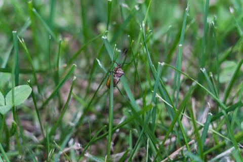 Brown marmorated stink bug is sitting on the grass. An insect in the grass Stock Photos