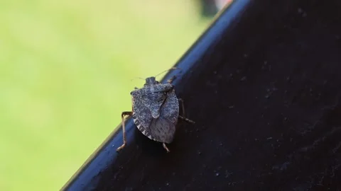 Brown marmorated stink bug walking on a handrail Vidéo 315357487