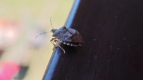 Brown marmorated stink bug walking on a handrail Vidéo 315357963