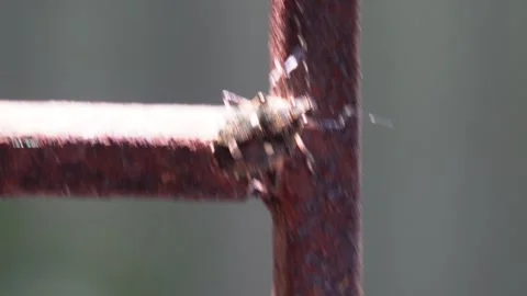 A Brown Marmorated Stink Bug is wandering on the grill Stock Footage 314563429