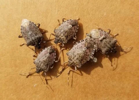 Brown marmorated stink bugs Stock Photos