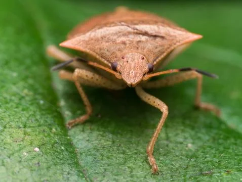 Brown marmorated stinkbug on leaf frontal view Stock Photos