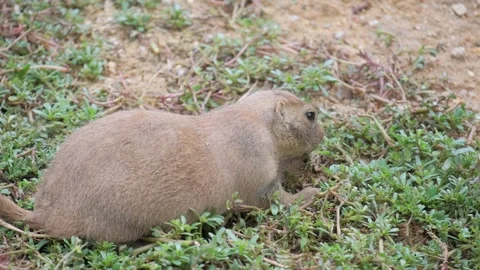 A brown marmot eats grass. Rear view Stock-Footage 250458302