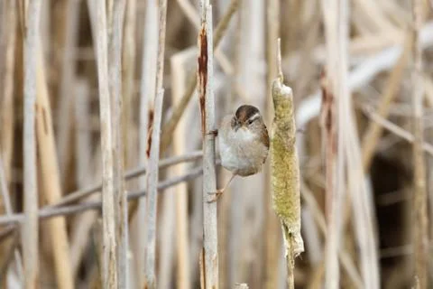 Brown Marsh Wren Stock Photos