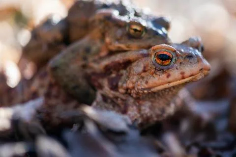Brown mating frogs in the forest Stock Photos