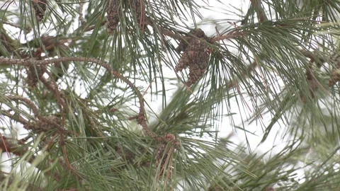 Brown mature ripe seed cone of Scots pine Stock Footage 306397853