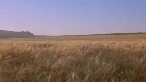 Brown mature wheatfield Stock Footage 310537893