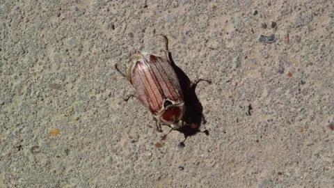 The brown May beetle is crawling along the asphalt. Melolontha beetle Stock Footage 158068243