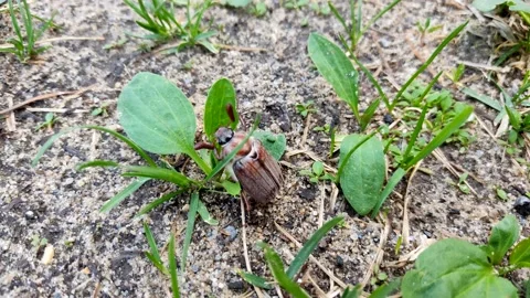 A brown may beetle crawls on the green grass. Stock Footage 156191793