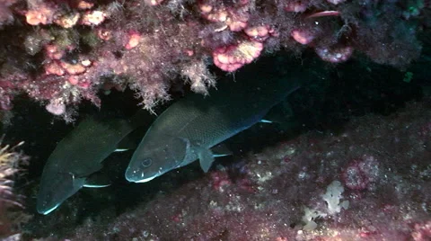 Brown meagre Vídeo Stock 42889378