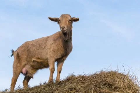 Brown milking goat stands on a haystack Stock Photos