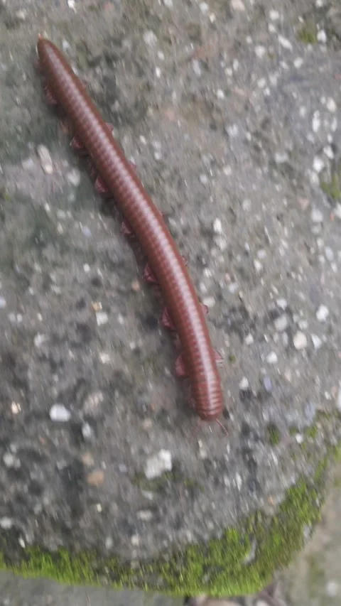Brown Millipede Crawling on Ground | Close-Up Macro Wildlife Stock Footage 341409919