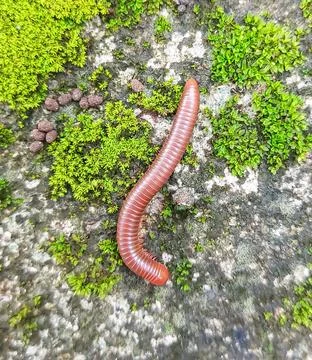 Brown Millipede Crawling on Moss Covered Rock Close Up. Stock Photos