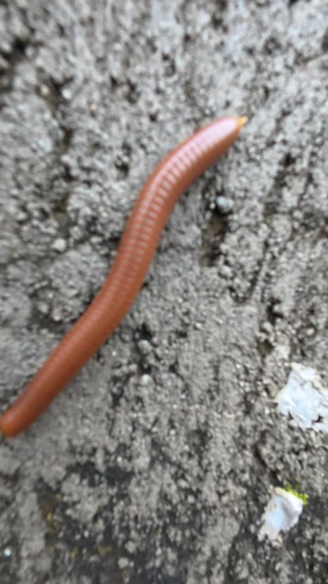 Brown millipede crawls slowly across rough stone surface. Stock Footage 339830977