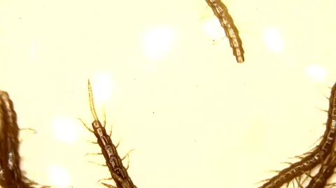 Brown millipede moving on white Stock Footage 59864040