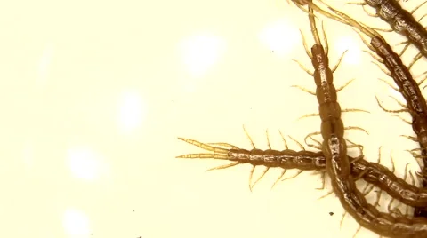 Brown millipede moving on white Stock Footage 59864316