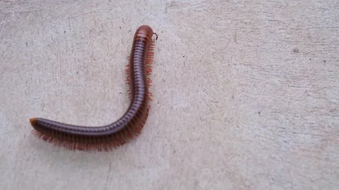 Brown millipede with numerous legs is moving in a wave motion on a cement s.. Stock Footage 300082391