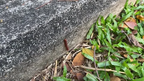 A brown millipede or Trigoniulus corallinus or rusty millipede Video stock 315347396